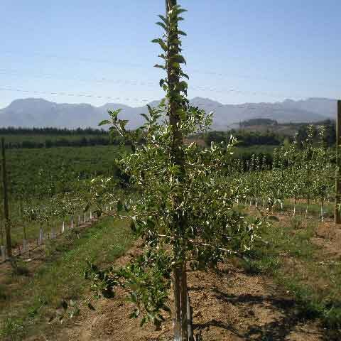 Apple orchard, treated