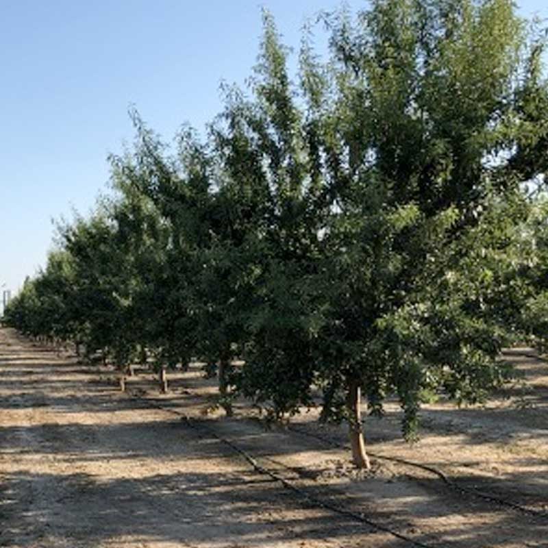 Treated Prunus Trees