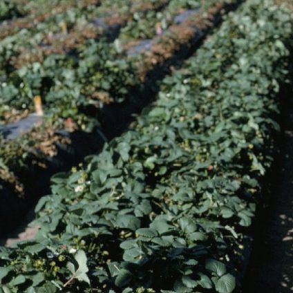 Strawberry field, treated