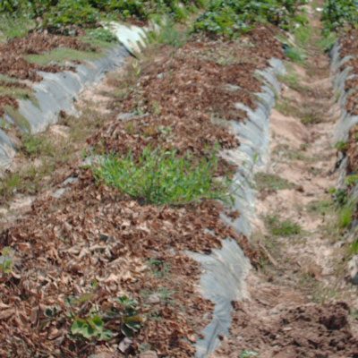 Strawberry field, untreated