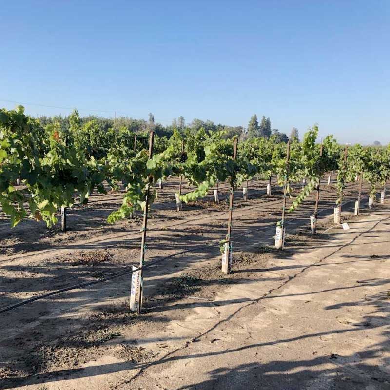 Untreated Vineyard