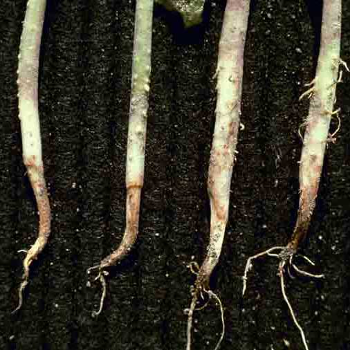 Pythium Root Rot