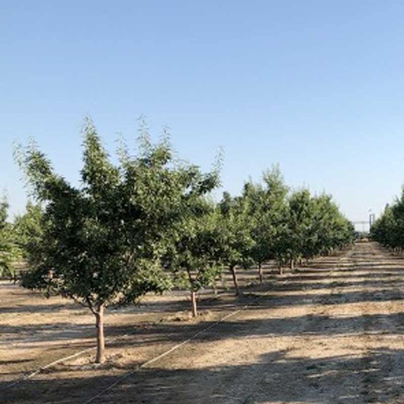 Untreated Prunus Trees