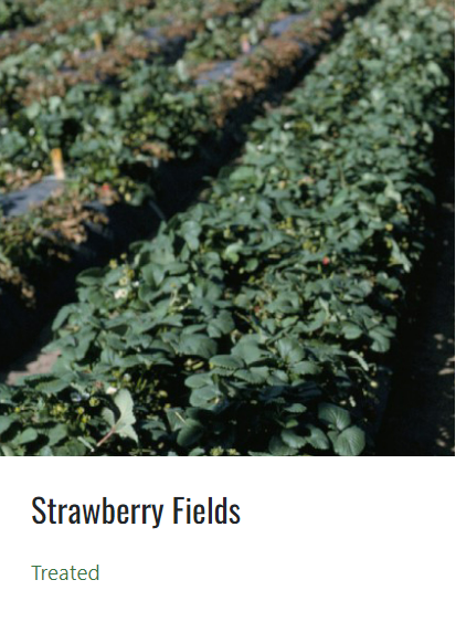 Visual of a flourishing Strawberry field that has been treated with soil fumigation.