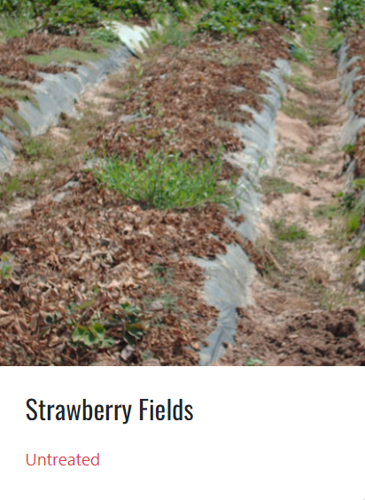 Visual of a damaged Strawberry field that has not been treated with soil fumigation.