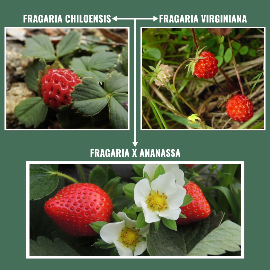 How Strawberries Became the Crop We Know Today