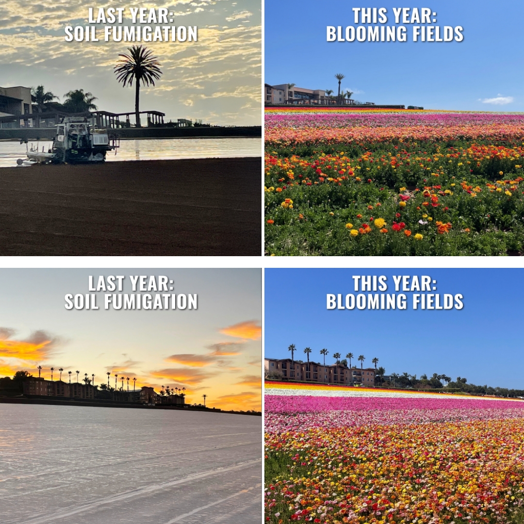 Protecting the Roots of Success: How TriCal Inc. Helps Keep the Carlsbad Flower Fields Blooming