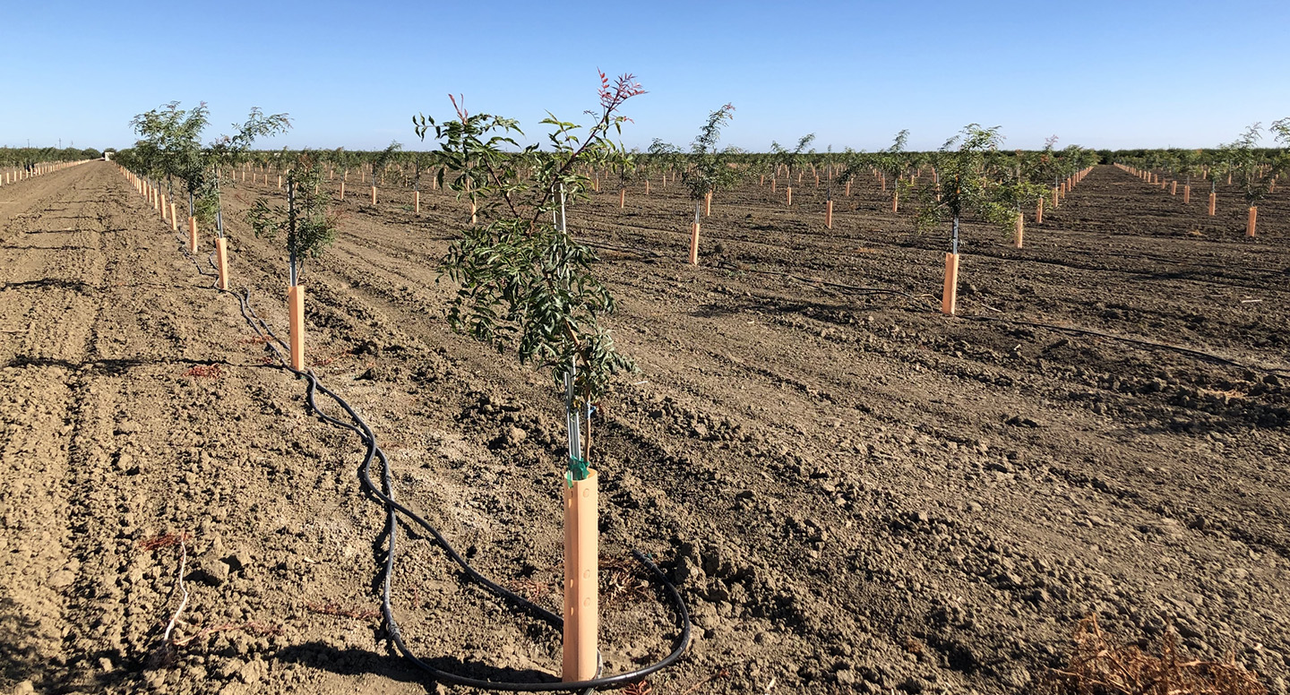 Pistachio Soil Fumigation Research: Expanding into a Key California Crop