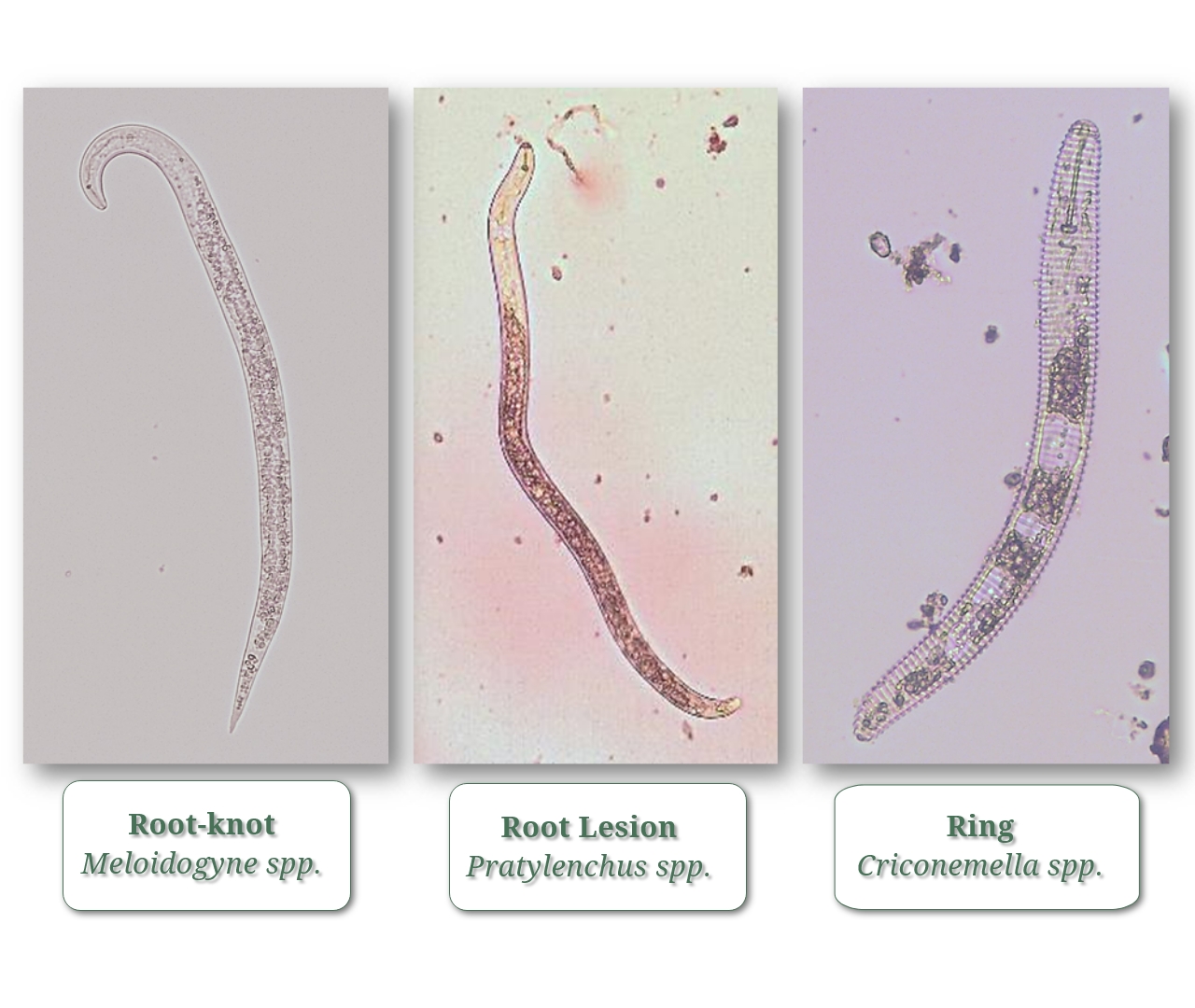 Managing Plant Parasitic Nematodes in California Specialty Crops with Soil Fumigation