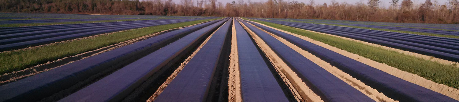 Plasticulture Basics Part 1: Understanding Row Mulch in Agriculture