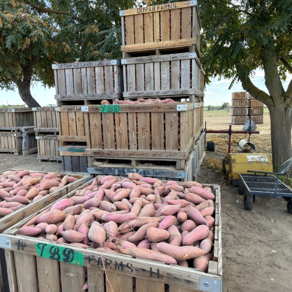 WHAT OUR LATEST RESEARCH MEANS FOR YOUR SWEETPOTATO CROP